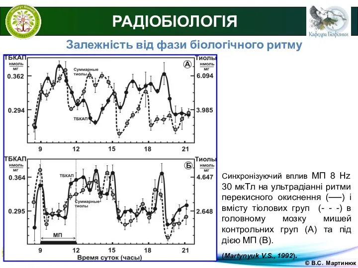 © В.С. Мартинюк РАДІОБІОЛОГІЯ Залежність від фази біологічного ритму Синхронізуючий вплив