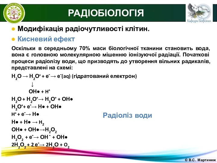 © В.С. Мартинюк РАДІОБІОЛОГІЯ ● Модифікація радіочутливості клітин. ● Кисневий ефект