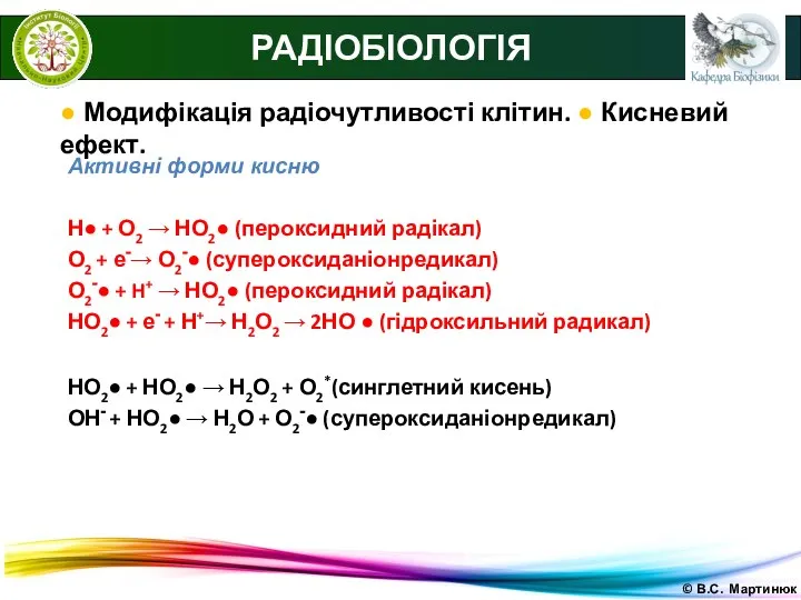 © В.С. Мартинюк РАДІОБІОЛОГІЯ ● Модифікація радіочутливості клітин. ● Кисневий ефект.