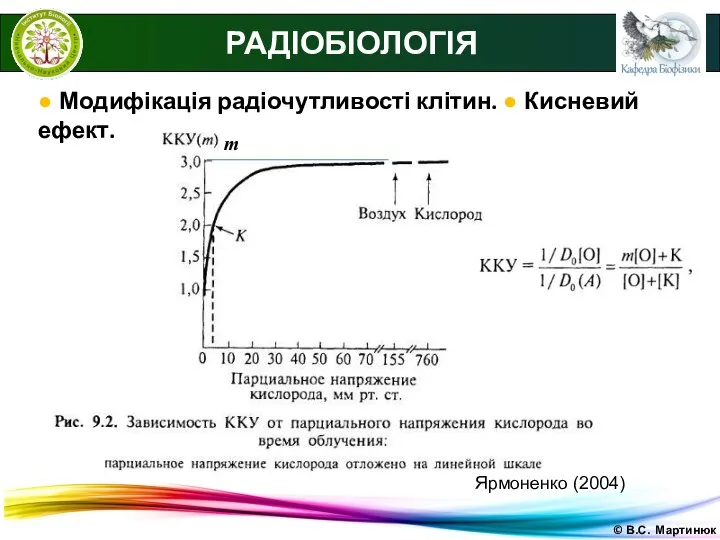 © В.С. Мартинюк РАДІОБІОЛОГІЯ ● Модифікація радіочутливості клітин. ● Кисневий ефект. Ярмоненко (2004) m