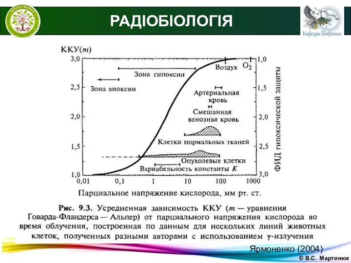 © В.С. Мартинюк РАДІОБІОЛОГІЯ ● Модифікація радіочутливості клітин. ● Кисневий ефект. Ярмоненко (2004)