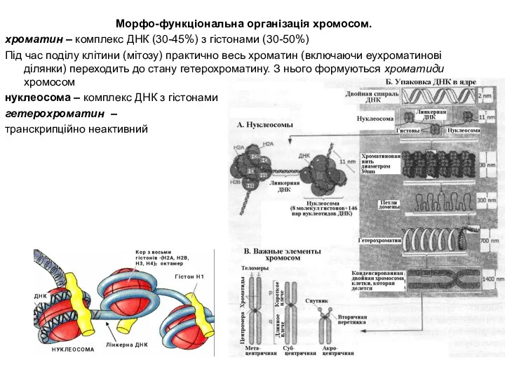 Морфо-функціональна організація хромосом. хроматин – комплекс ДНК (30-45%) з гістонами (30-50%)