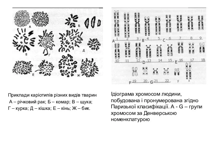 Приклади каріотипів різних видів тварин А – річковий рак; Б –