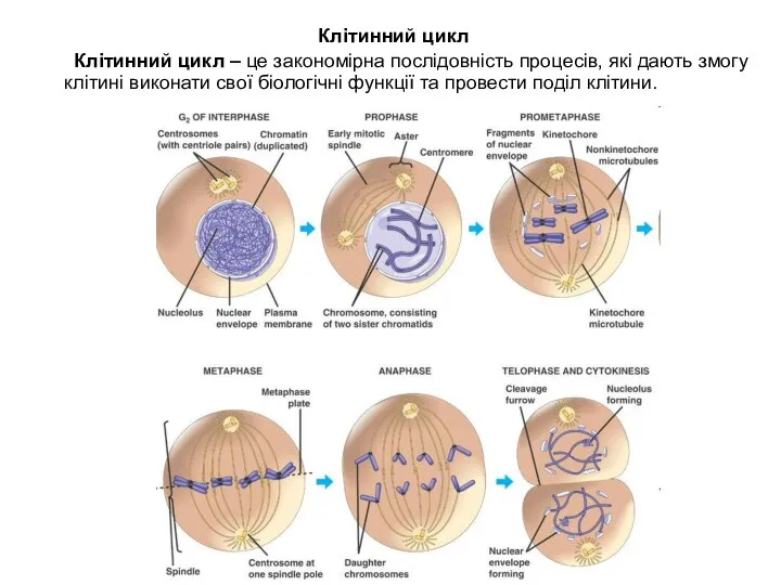 Клітинний цикл Клітинний цикл – це закономірна послідовність процесів, які дають