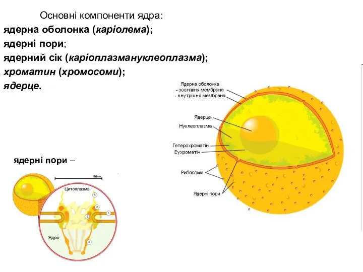 Основні компоненти ядра: ядерна оболонка (каріолема); ядерні пори; ядерний сік (каріоплазмануклеоплазма);