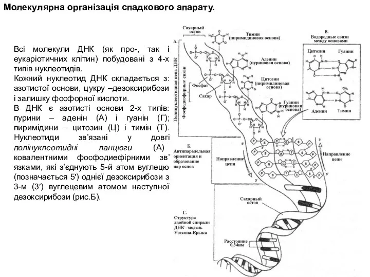 Молекулярна організація спадкового апарату. Всі молекули ДНК (як про-, так і