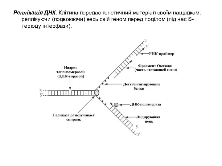 Реплікація ДНК. Клітина передає генетичний матеріал своїм нащадкам, реплікуючи (подвоюючи) весь