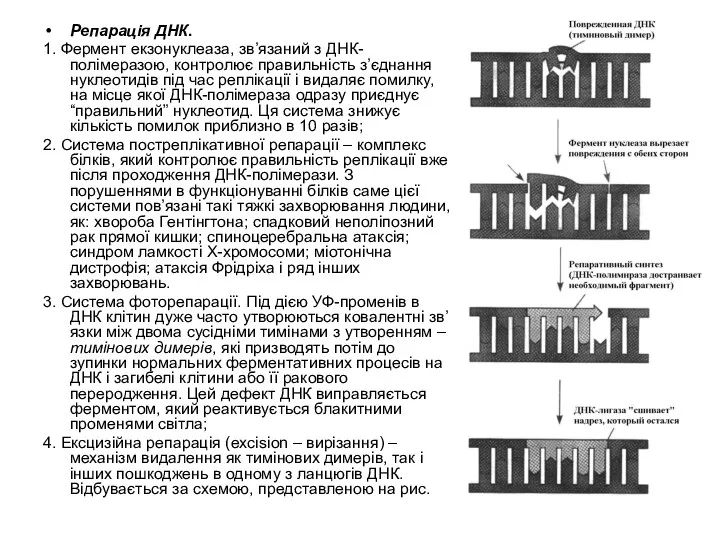 Репарація ДНК. 1. Фермент екзонуклеаза, зв’язаний з ДНК-полімеразою, контролює правильність з’єднання