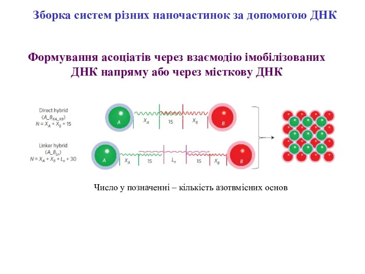 Зборка систем різних наночастинок за допомогою ДНК Формування асоціатів через взаємодію