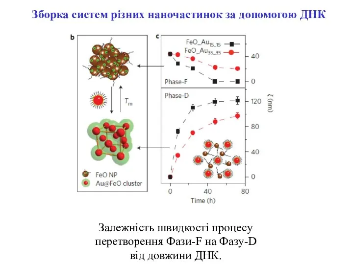 Залежність швидкості процесу перетворення Фази-F на Фазу-D від довжини ДНК. Зборка