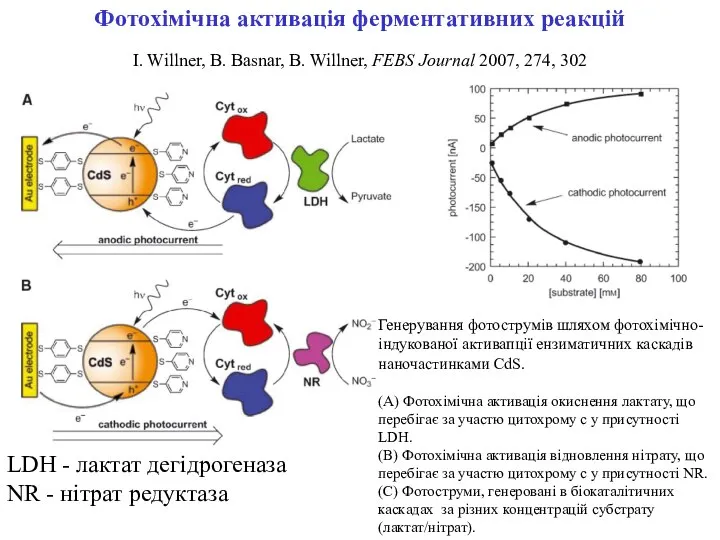 Фотохімічна активація ферментативних реакцій I. Willner, B. Basnar, B. Willner, FEBS