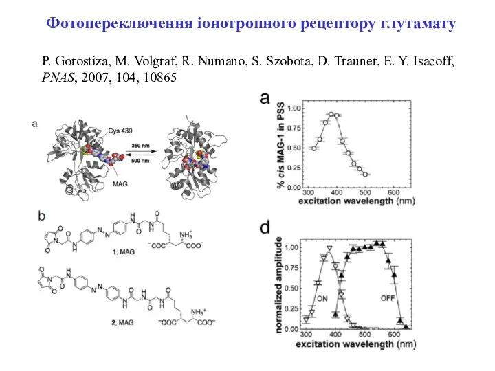 Фотопереключення іонотропного рецептору глутамату P. Gorostiza, M. Volgraf, R. Numano, S.