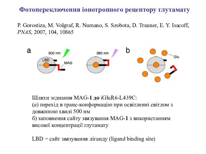 Шляхи зєднання MAG-1 до iGluR6-L439C: (a) перехід в транс-конформацію при освітленні