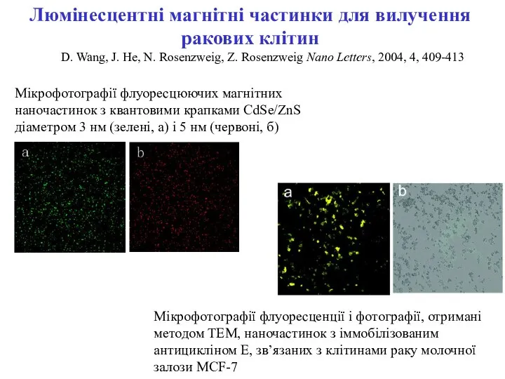 Мікрофотографії флуоресцюючих магнітних наночастинок з квантовими крапками CdSe/ZnS діаметром 3 нм