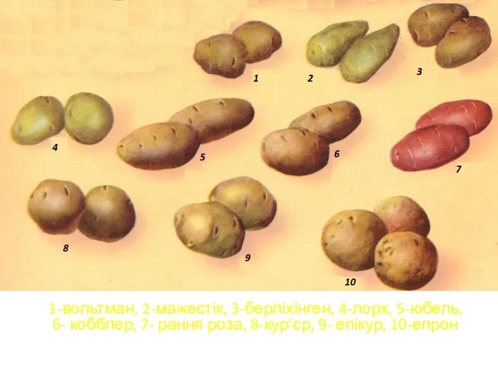 Відомі сорти картоплі 1-вольтман, 2-мажестік, 3-берліхінген, 4-лорх, 5-юбель, 6- кобблер, 7-