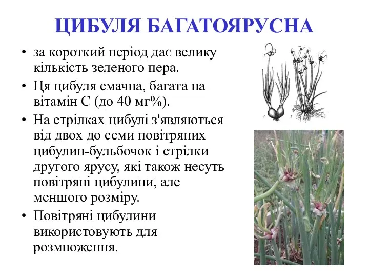 ЦИБУЛЯ БАГАТОЯРУСНА за короткий період дає велику кількість зеленого пера. Ця