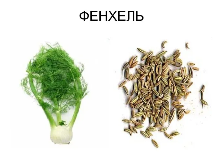 ФЕНХЕЛЬ