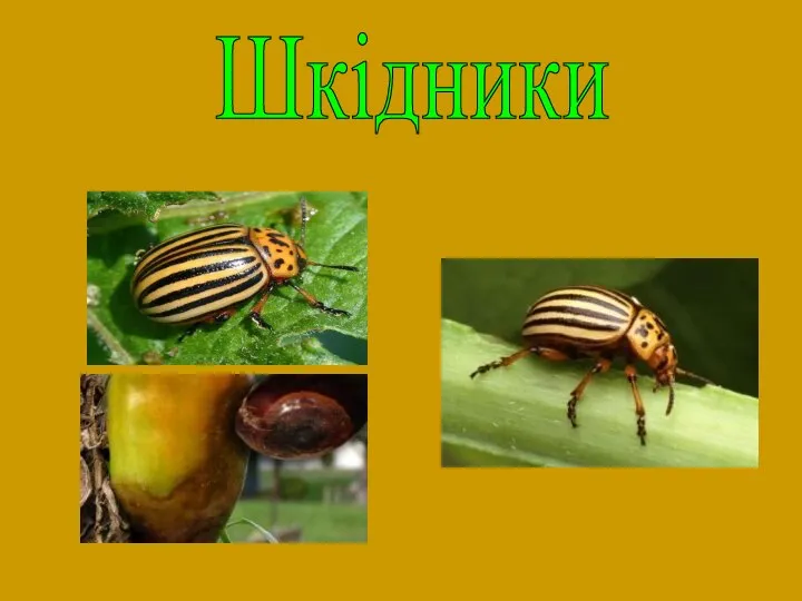 Шкідники