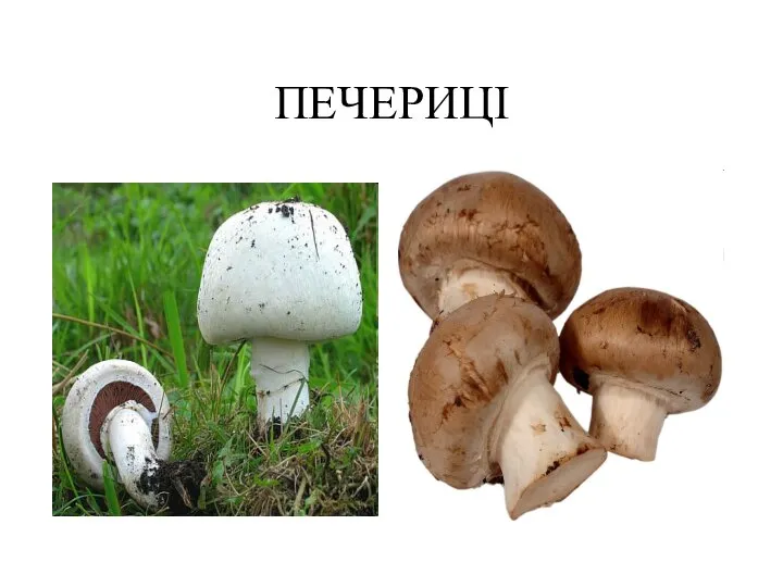 ПЕЧЕРИЦІ