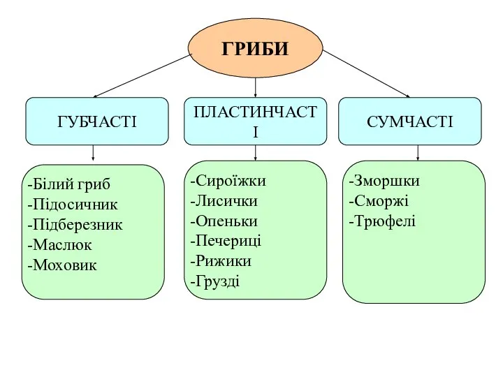 ГРИБИ ГУБЧАСТІ ПЛАСТИНЧАСТІ СУМЧАСТІ Білий гриб Підосичник Підберезник Маслюк Моховик Сироїжки