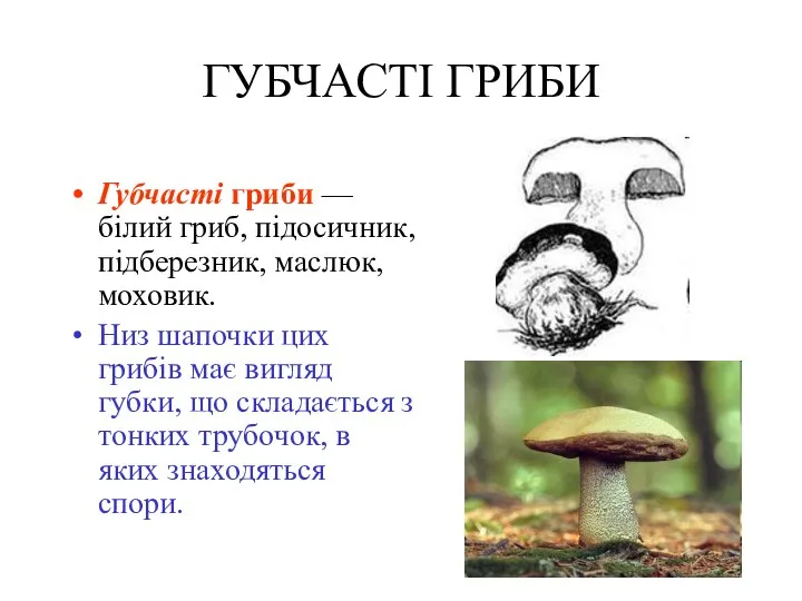 ГУБЧАСТІ ГРИБИ Губчасті гриби — білий гриб, підосичник, підберезник, маслюк, моховик.