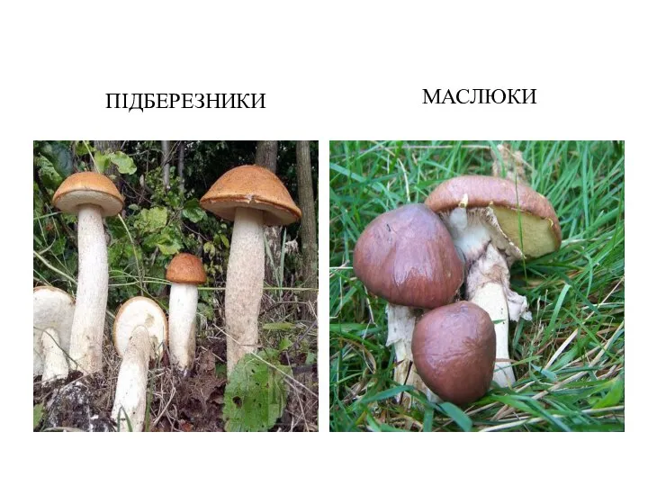 ПІДБЕРЕЗНИКИ МАСЛЮКИ