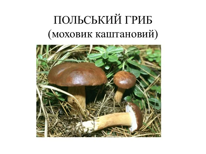 ПОЛЬСЬКИЙ ГРИБ (моховик каштановий)