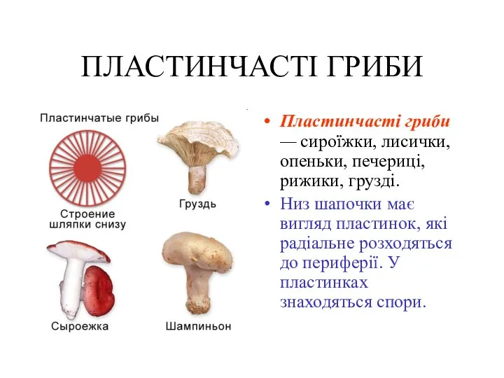 ПЛАСТИНЧАСТІ ГРИБИ Пластинчасті гриби — сироїжки, лисички, опеньки, печериці, рижики, грузді.