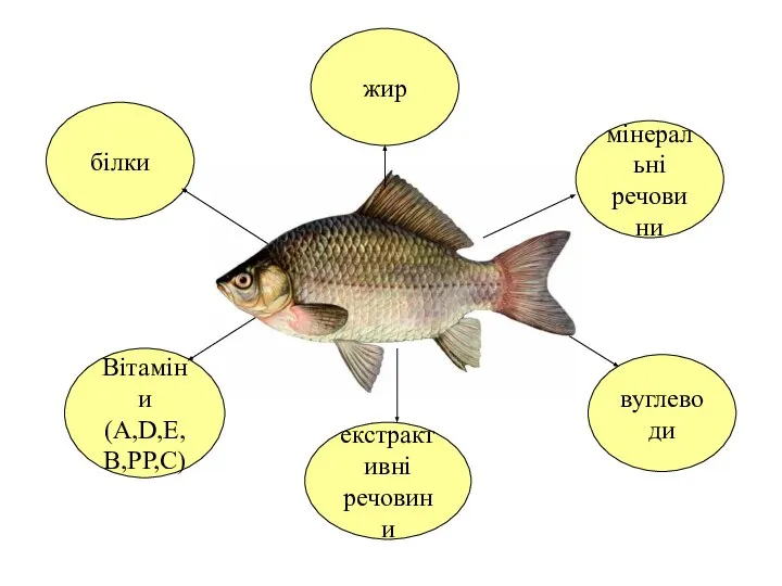 білки вуглеводи екстрактивні речовини Вітаміни (А,D,Е, В,РР,С) мінеральні речовини жир