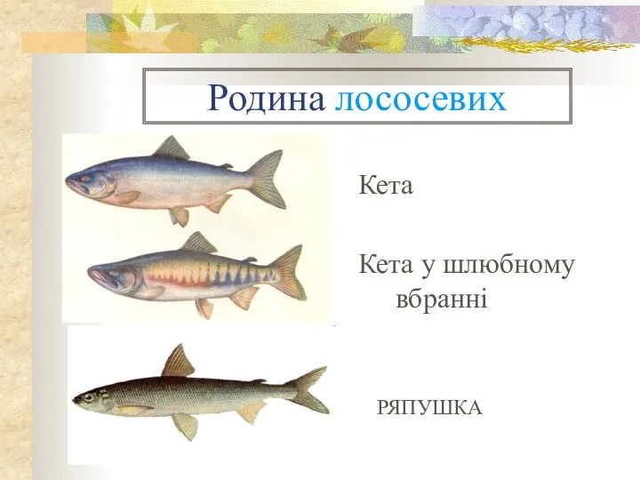 Родина лососевих Кета Кета у шлюбному вбранні РЯПУШКА