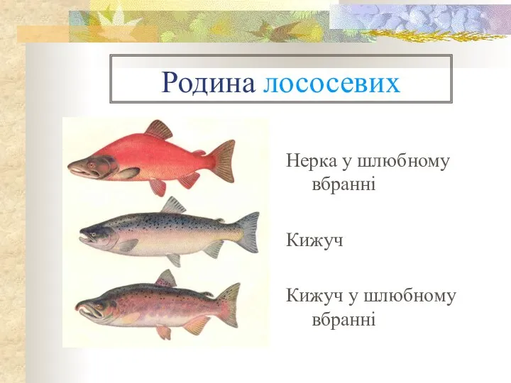 Родина лососевих Нерка у шлюбному вбранні Кижуч Кижуч у шлюбному вбранні