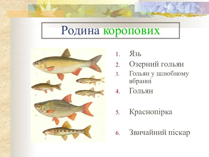 Родина коропових Язь Озерний гольян Гольян у шлюбному вбранні Гольян Краснопірка Звичайний піскар