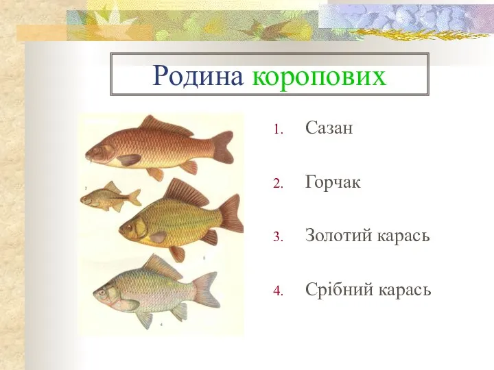 Родина коропових Сазан Горчак Золотий карась Срібний карась