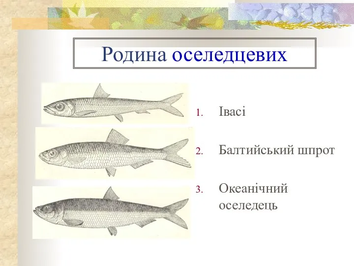 Родина оселедцевих Івасі Балтийський шпрот Океанічний оселедець