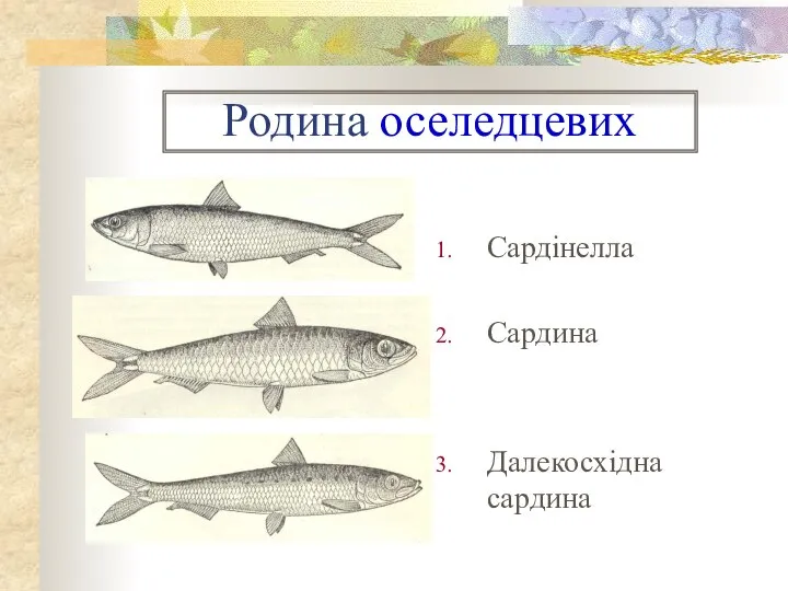 Родина оселедцевих Сардінелла Сардина Далекосхідна сардина