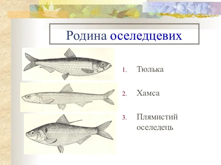 Родина оселедцевих Тюлька Хамса Плямистий оселедець