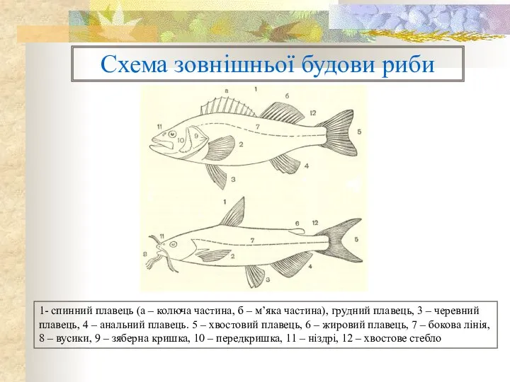 Схема зовнішньої будови риби 1- спинний плавець (а – колюча частина,