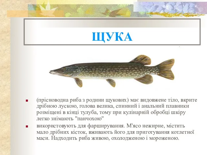 ЩУКА (прісноводна риба з родини щукових) має видовжене тіло, вкрите дрібною