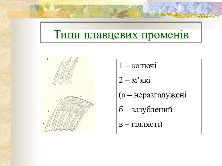 Типи плавцевих променів 1 – колючі 2 – м’які (а –