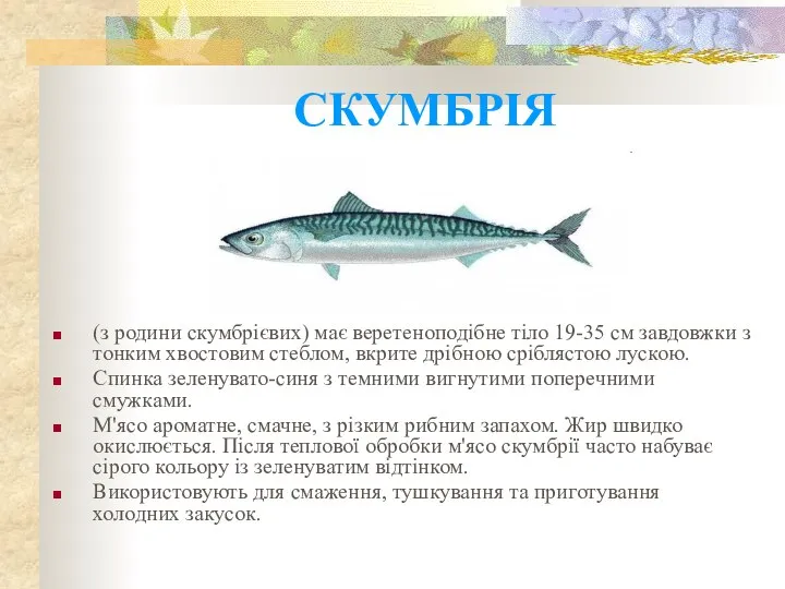 СКУМБРІЯ (з родини скумбрієвих) має веретеноподібне тіло 19-35 см завдовжки з