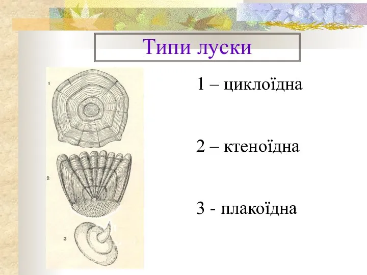 Типи луски 1 – циклоїдна 2 – ктеноїдна 3 - плакоїдна