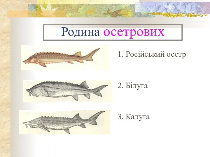 Родина осетрових 1. Російський осетр 2. Білуга 3. Калуга