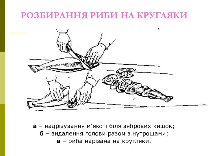 РОЗБИРАННЯ РИБИ НА КРУГЛЯКИ а – надрізування м’якоті біля зябрових кишок;