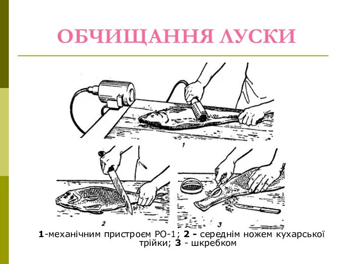 ОБЧИЩАННЯ ЛУСКИ 1-механічним пристроєм РО-1; 2 - середнім ножем кухарської трійки; 3 - шкребком