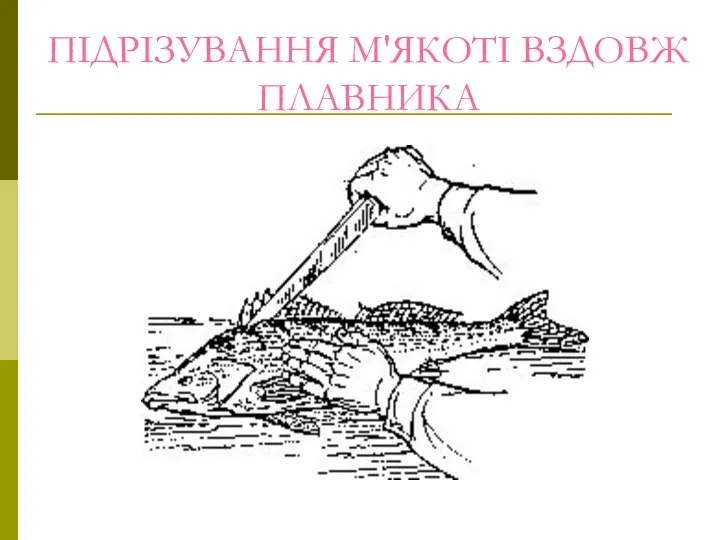 ПІДРІЗУВАННЯ М'ЯКОТІ ВЗДОВЖ ПЛАВНИКА