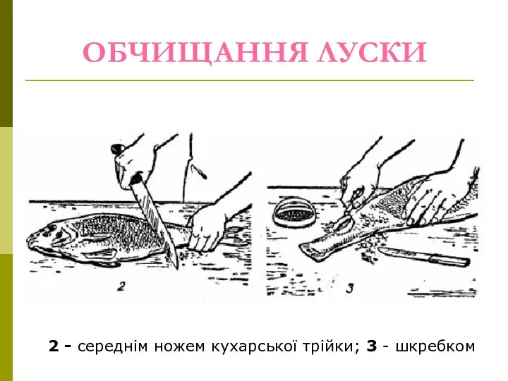 ОБЧИЩАННЯ ЛУСКИ 2 - середнім ножем кухарської трійки; 3 - шкребком