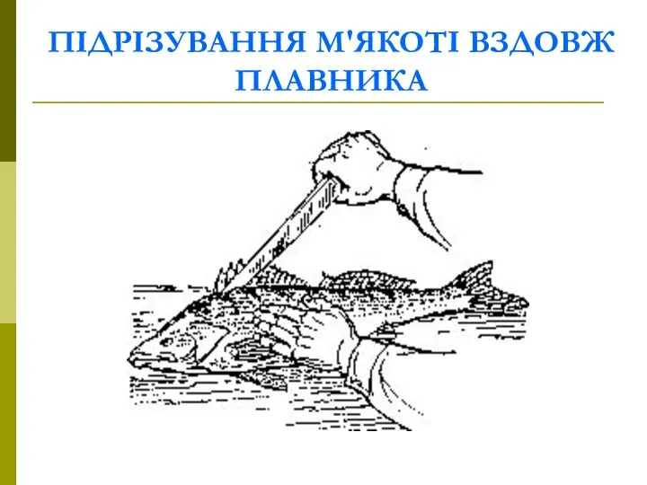 ПІДРІЗУВАННЯ М'ЯКОТІ ВЗДОВЖ ПЛАВНИКА