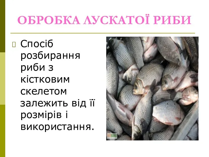 ОБРОБКА ЛУСКАТОЇ РИБИ Спосіб розбирання риби з кістковим скелетом залежить від її розмірів і використання.