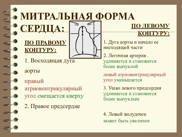 МИТРАЛЬНАЯ ФОРМА СЕРДЦА: ПО ЛЕВОМУ КОНТУРУ: 1. Дуга аорты и начало