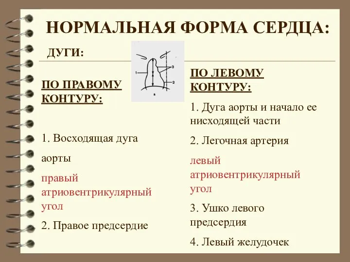 НОРМАЛЬНАЯ ФОРМА СЕРДЦА: ДУГИ: ПО ПРАВОМУ КОНТУРУ: 1. Восходящая дуга аорты